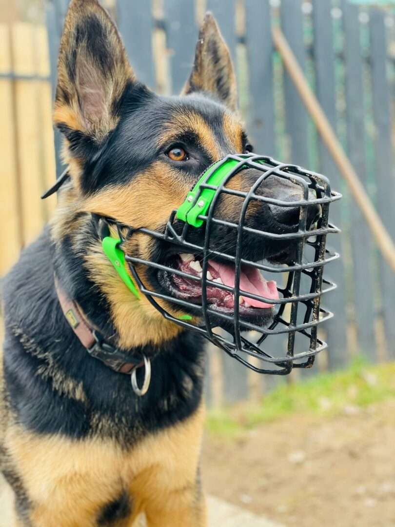 CHOPO Maulkorb Schäferhund Rüde schwarz